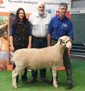 Illoura 181151 Illoura 181151 Semen Available