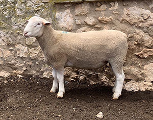 Illoura181442 Illoura181442 Semen Sire