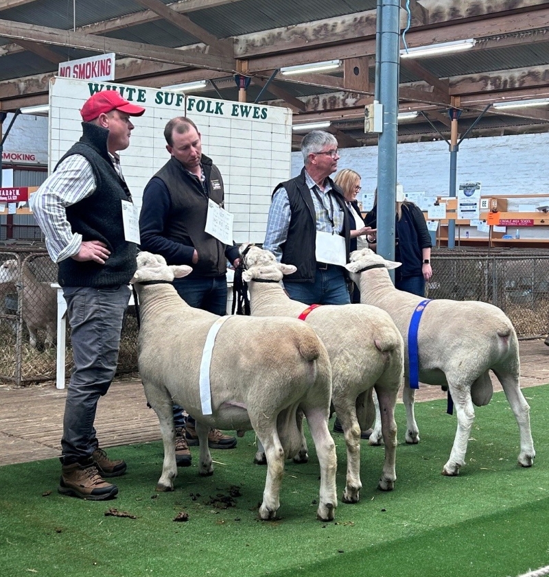 April drop FIRST Ewe