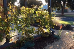 Grape Vine